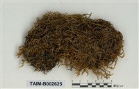 藏品(粗枝苔屬)的圖片